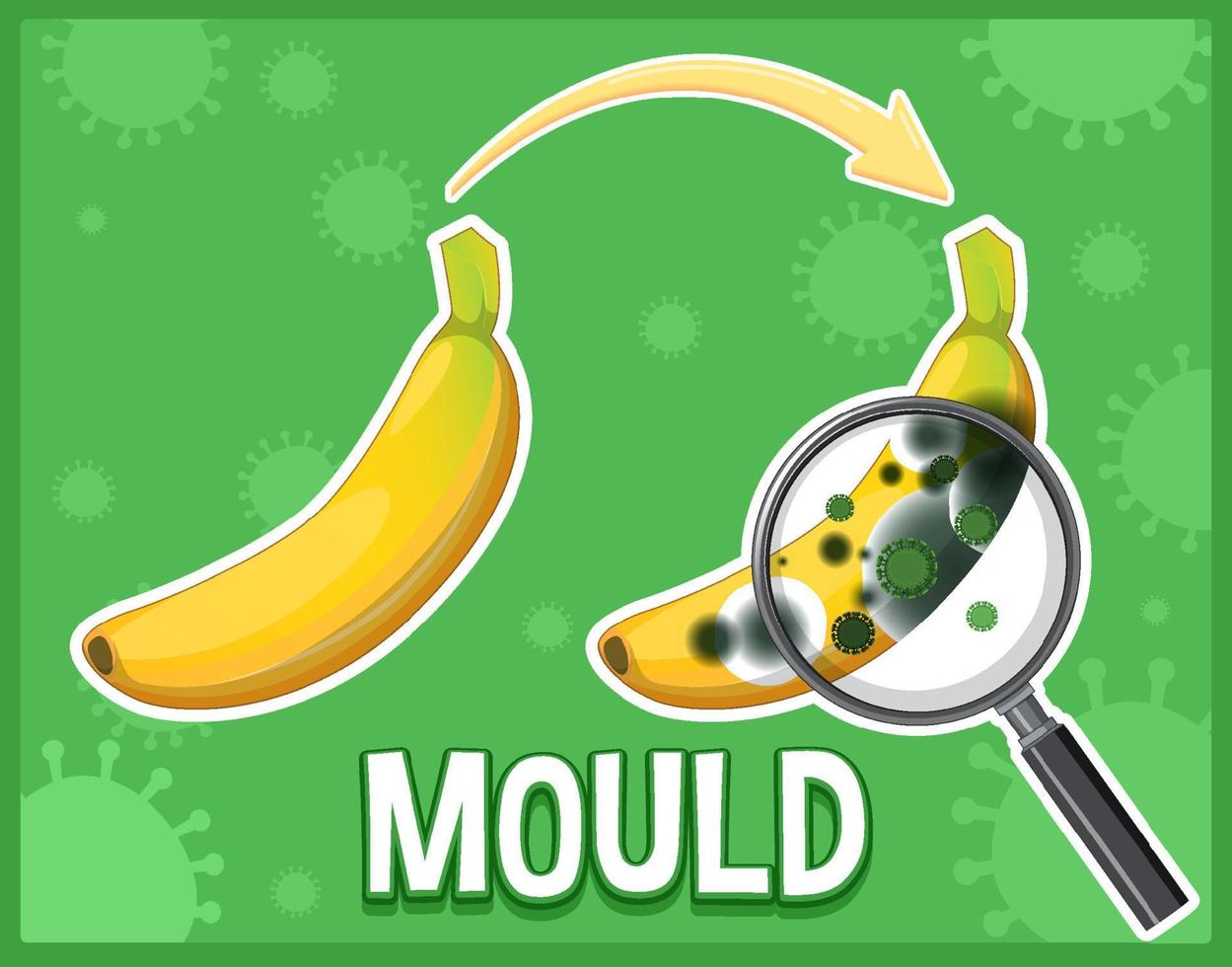 Inedible decomposed banana with mould vector