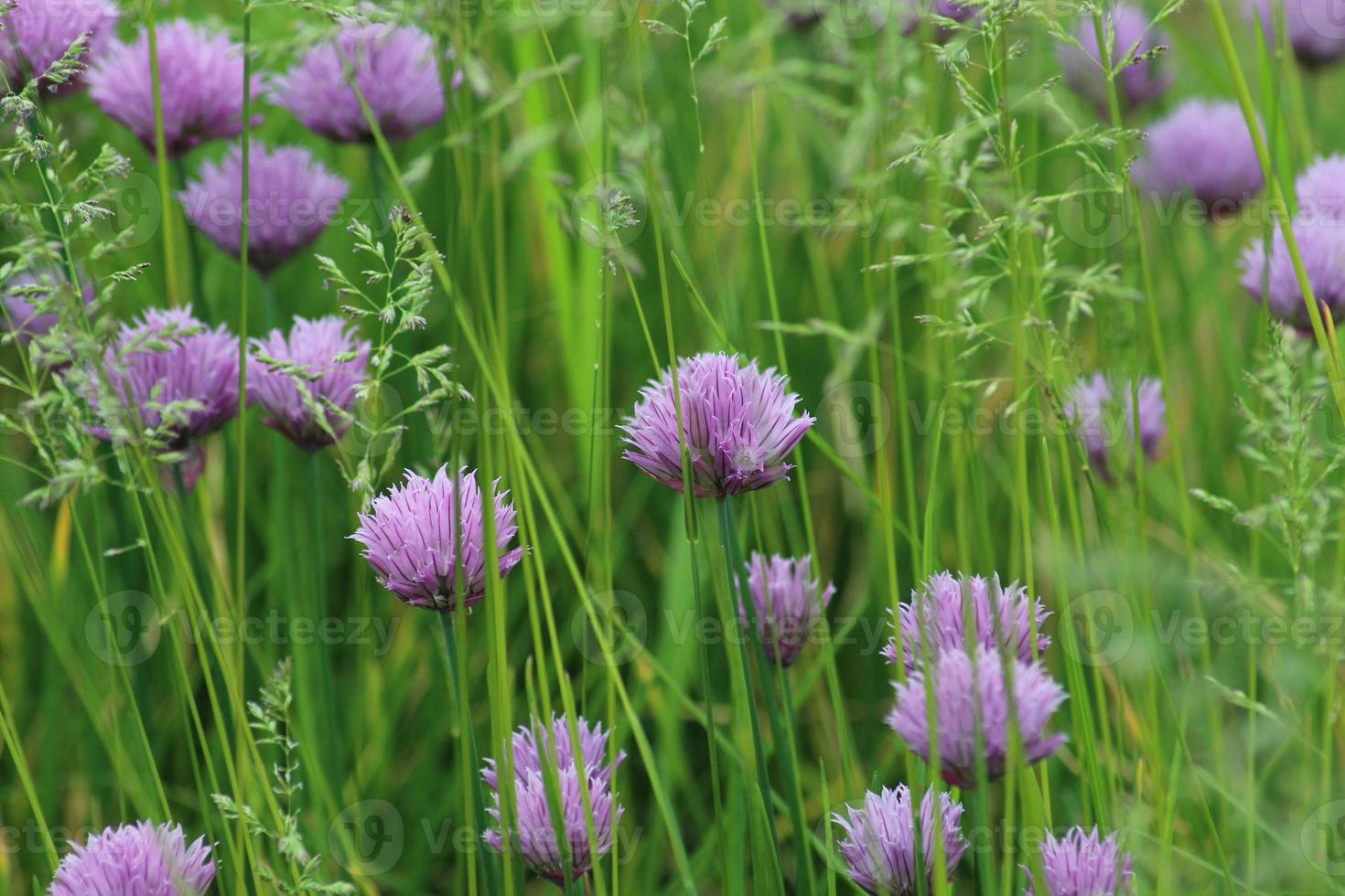 A field with flowers. Green grass, lilac flowers. Summer background photo