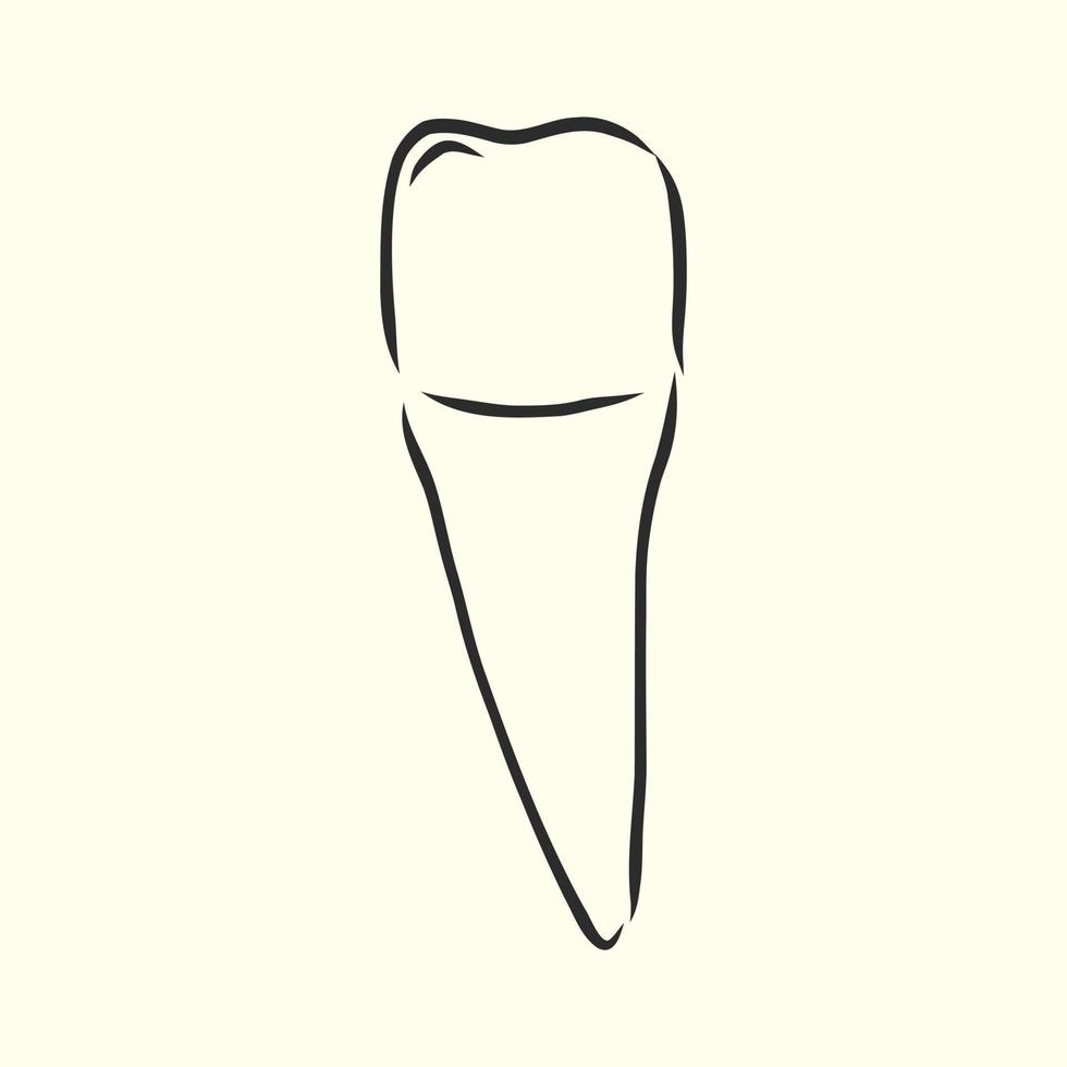 tooth vector sketch