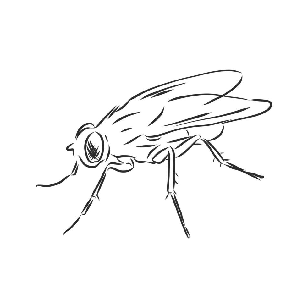 bosquejo del vector de la mosca