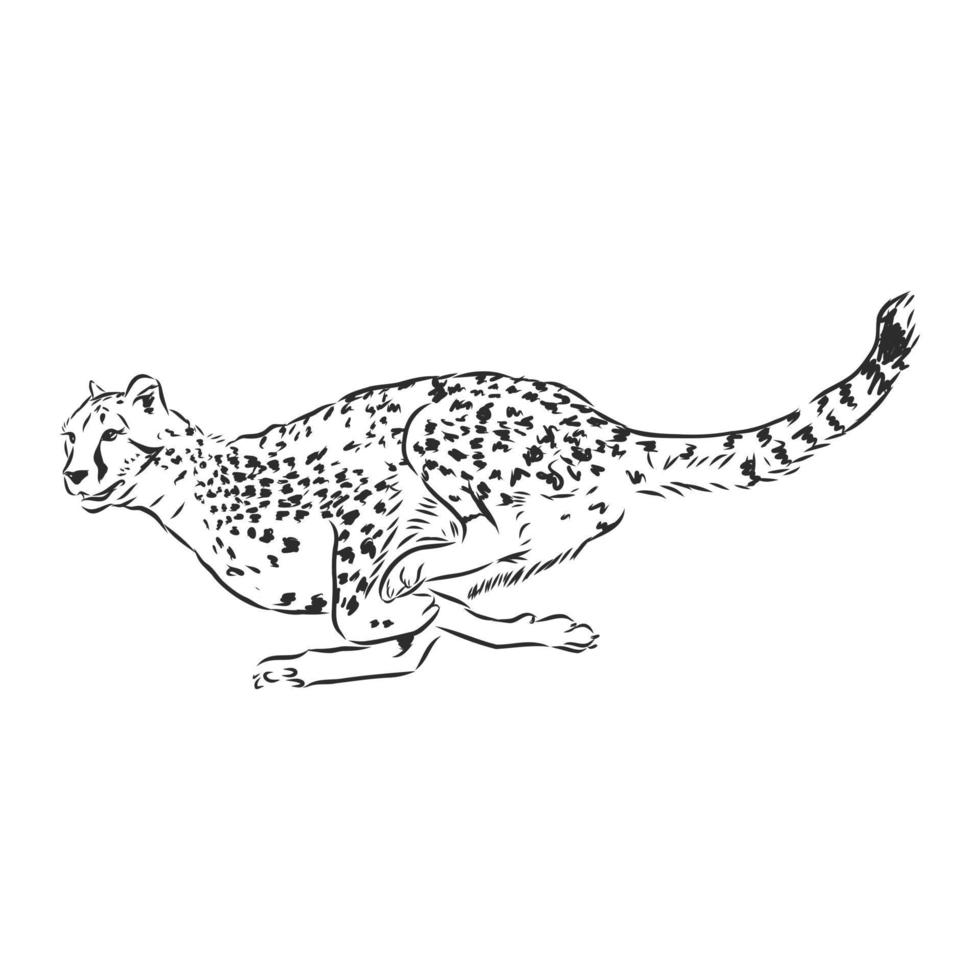 cheetah vector sketch