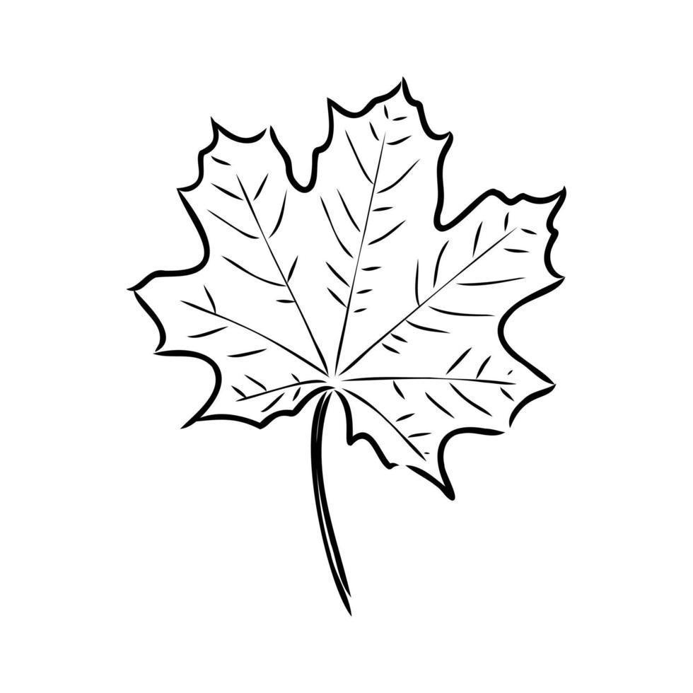 maple leaf vector sketch