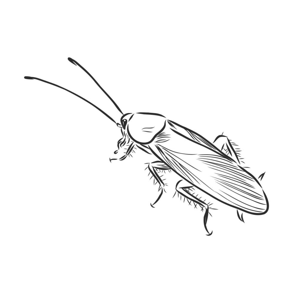 dibujo vectorial de cucaracha vector