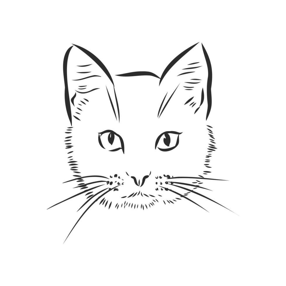 cat vector sketch