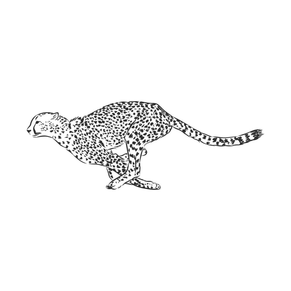 cheetah vector sketch