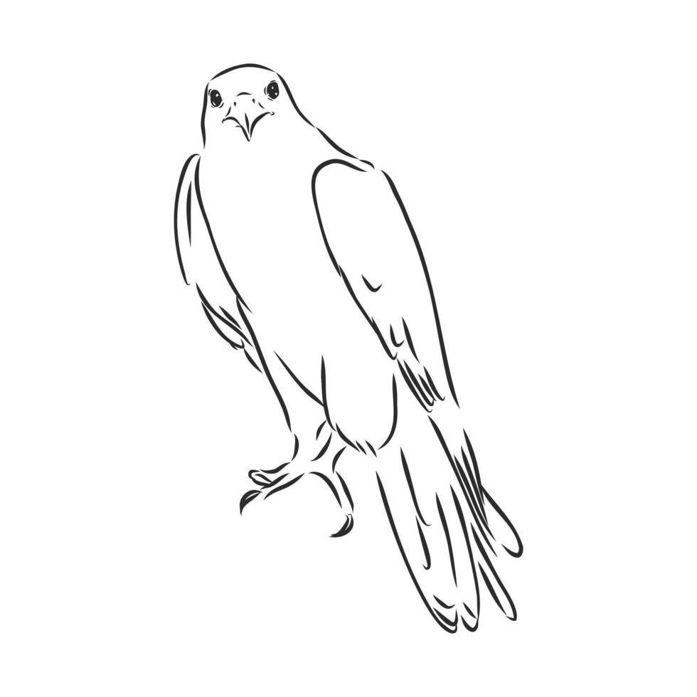 hawk falcon eagle vector sketch