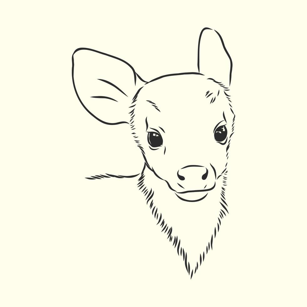 deer vector sketch