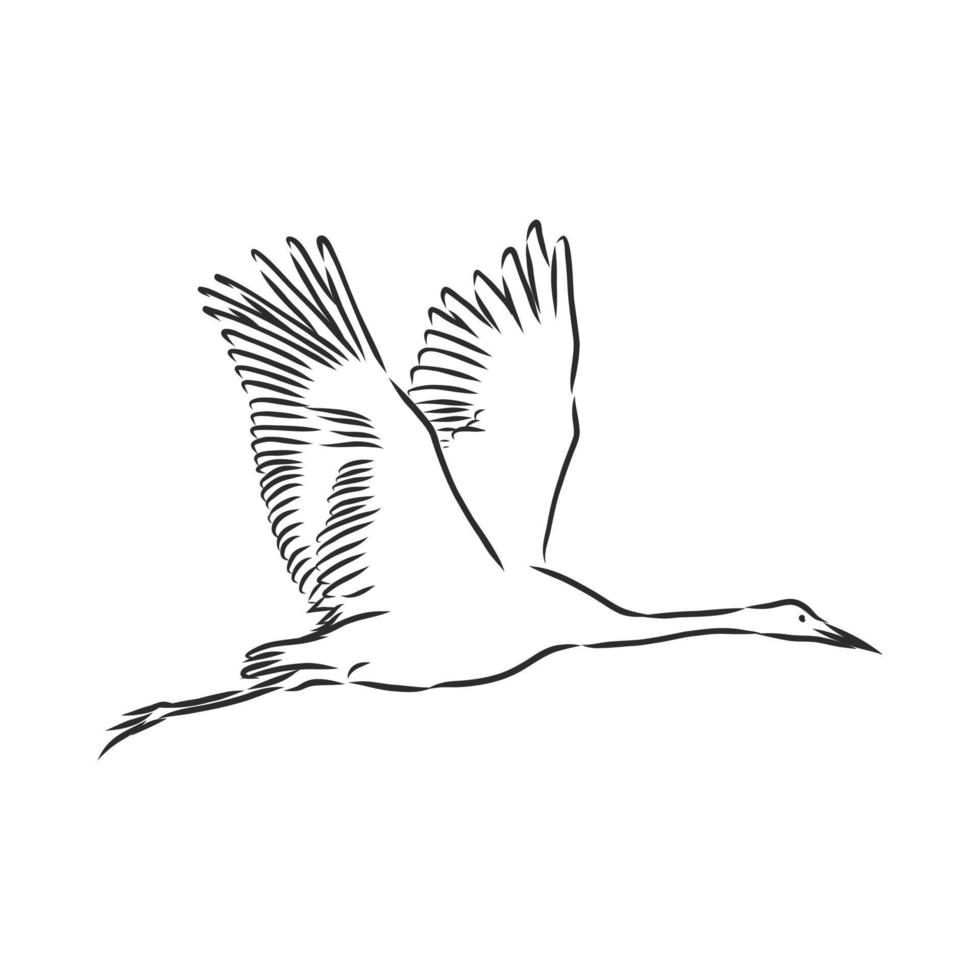 stork vector sketch