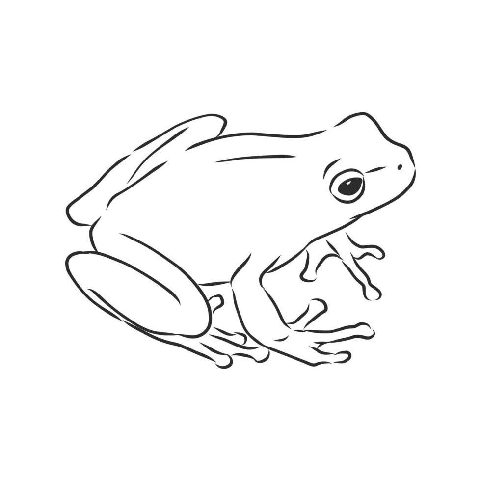 frog vector sketch