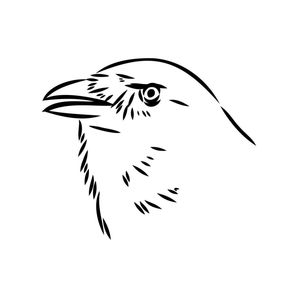 crow vector sketch