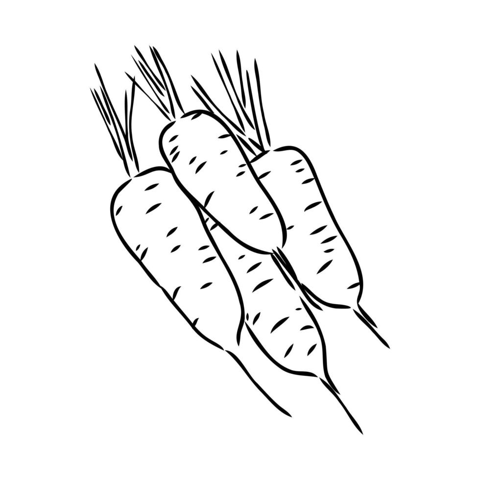 carrot vector sketch