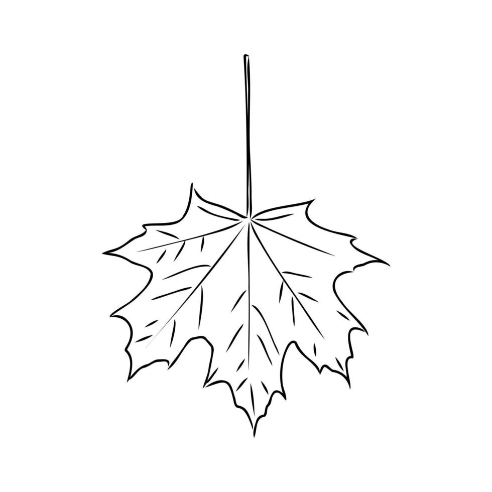 maple leaf vector sketch