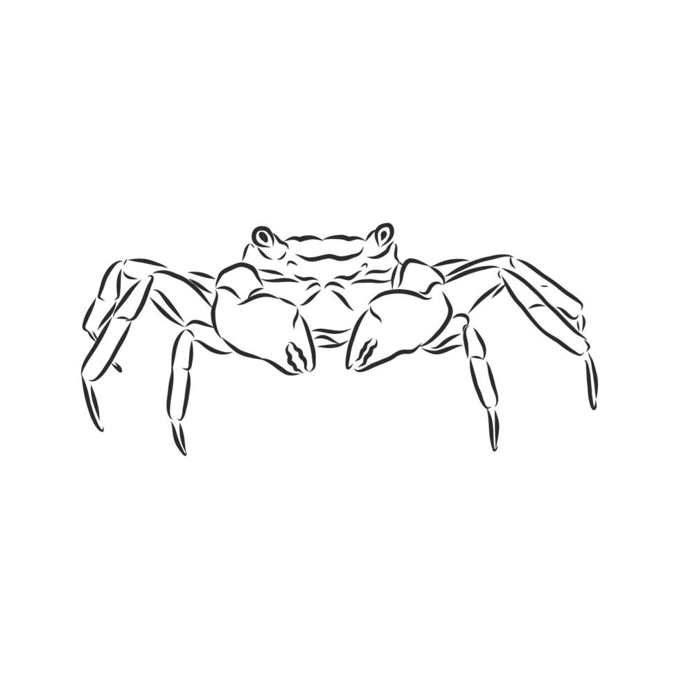crab vector sketch