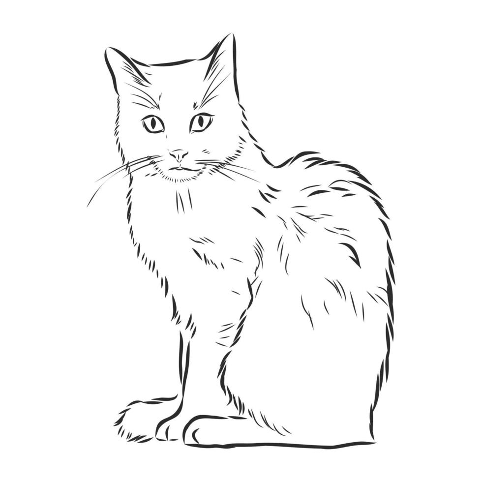 cat vector sketch