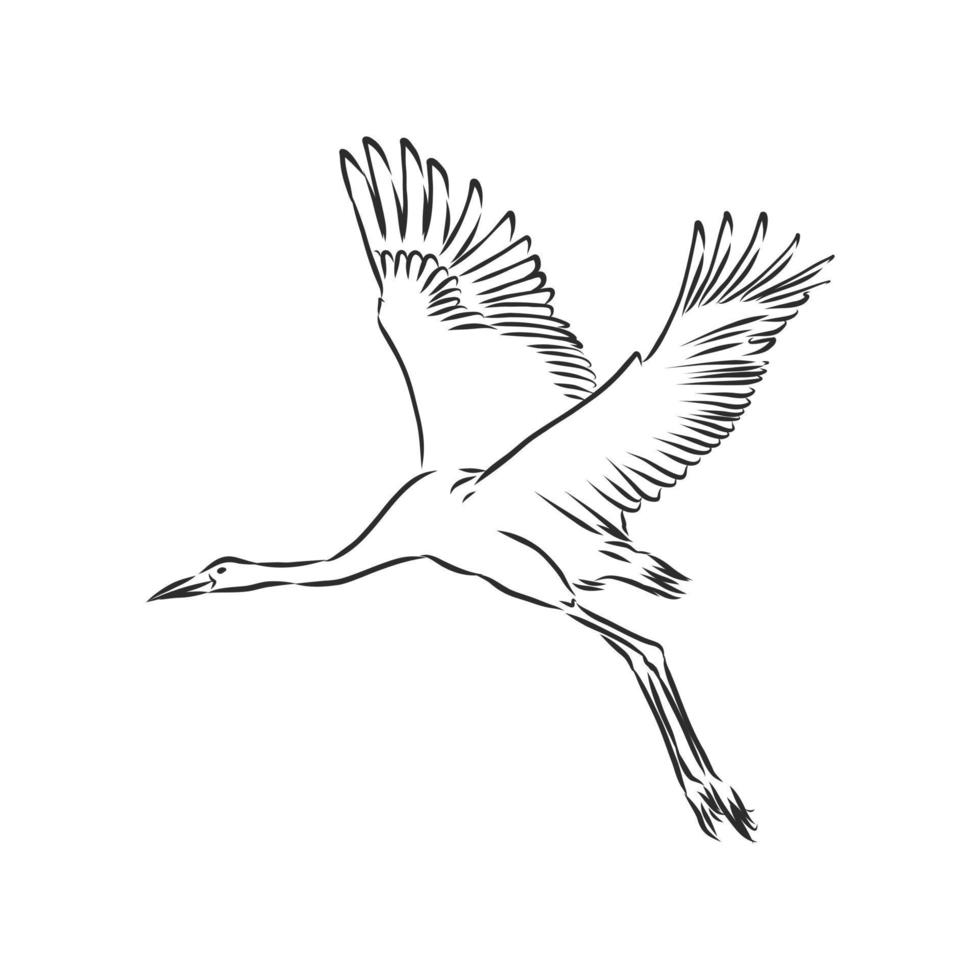 crane bird vector sketch