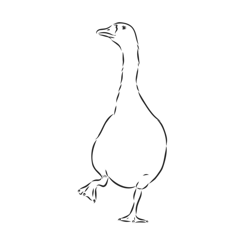 goose vector sketch