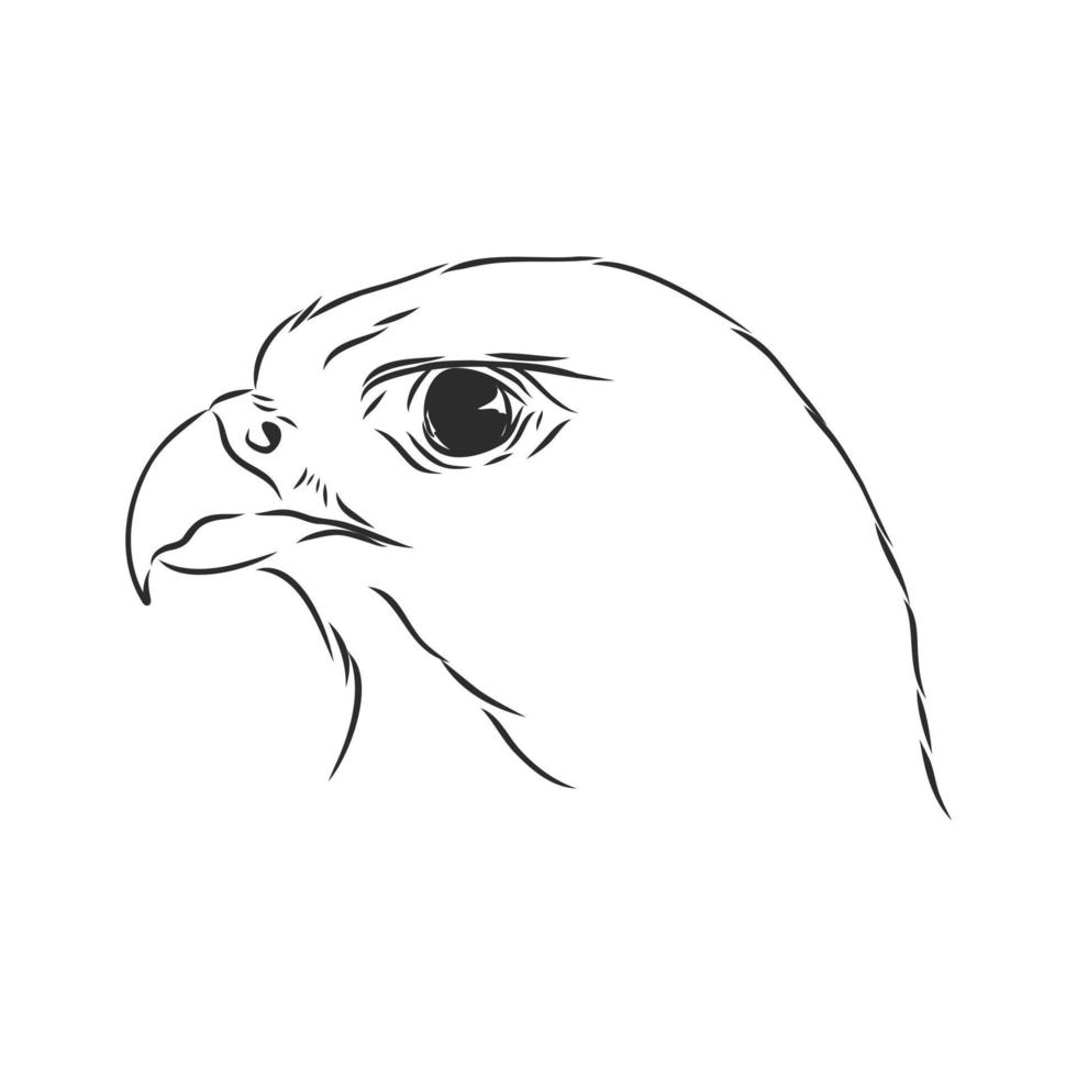 hawk falcon eagle vector sketch 8686072 Vector Art at Vecteezy