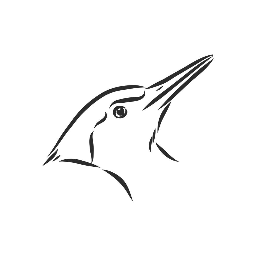 bosquejo del vector del pájaro carpintero