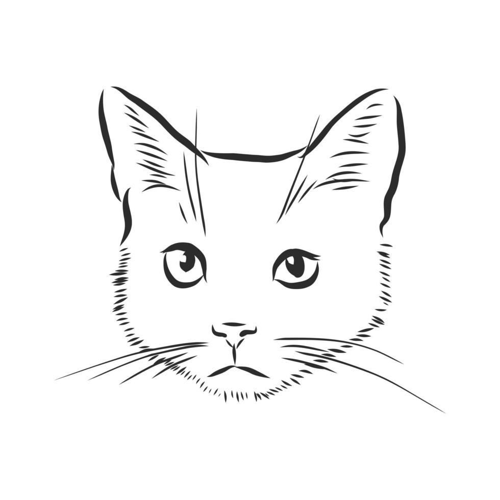 bosquejo del vector del gato