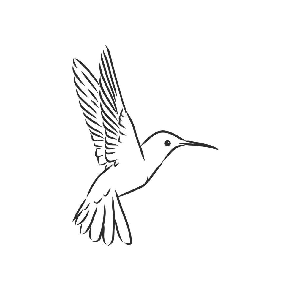hummingbird vector sketch