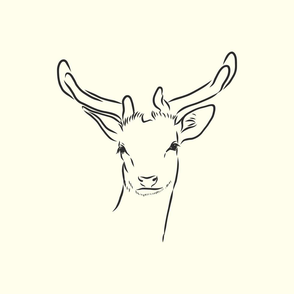 deer vector sketch