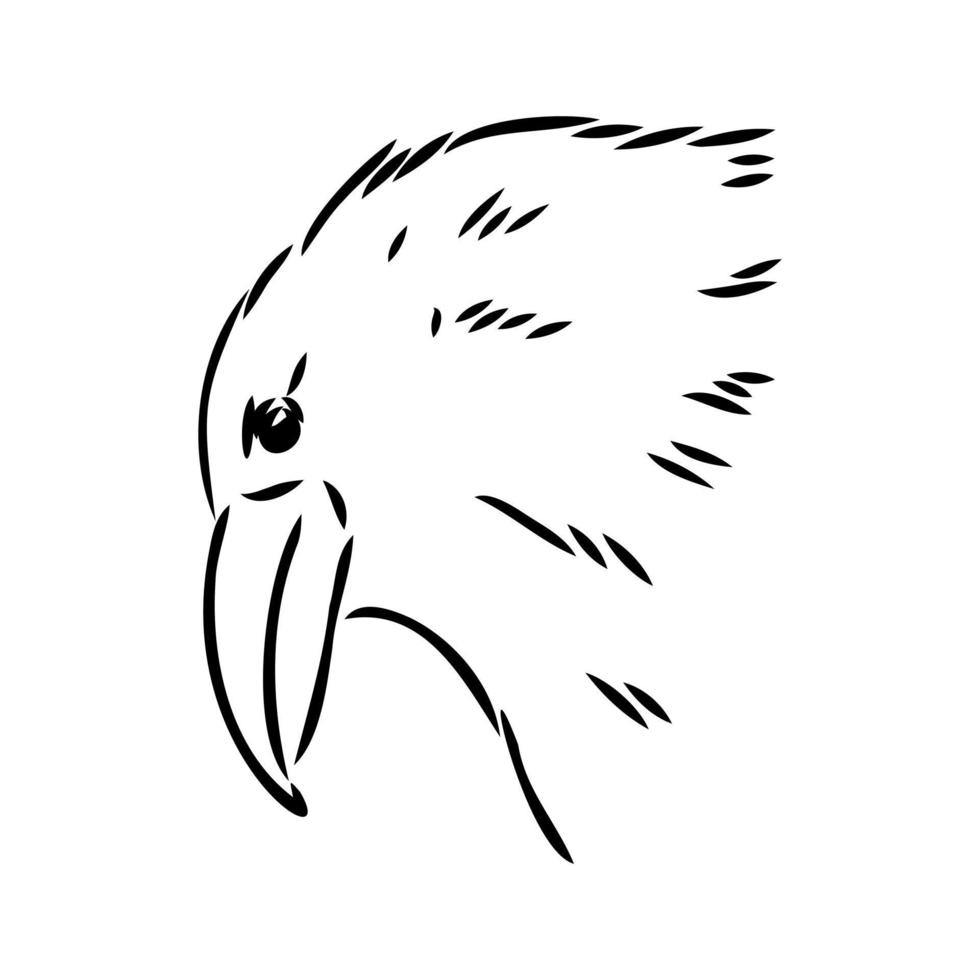 crow vector sketch