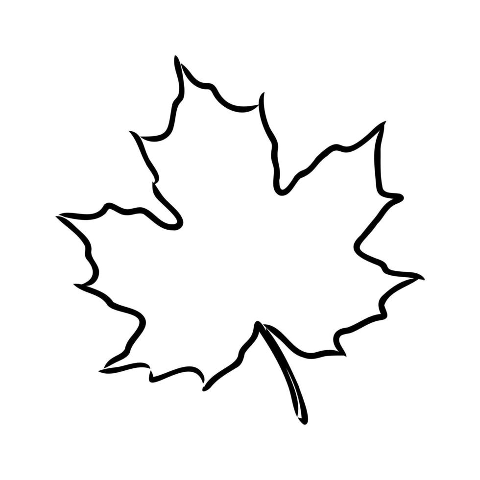 maple leaf vector sketch