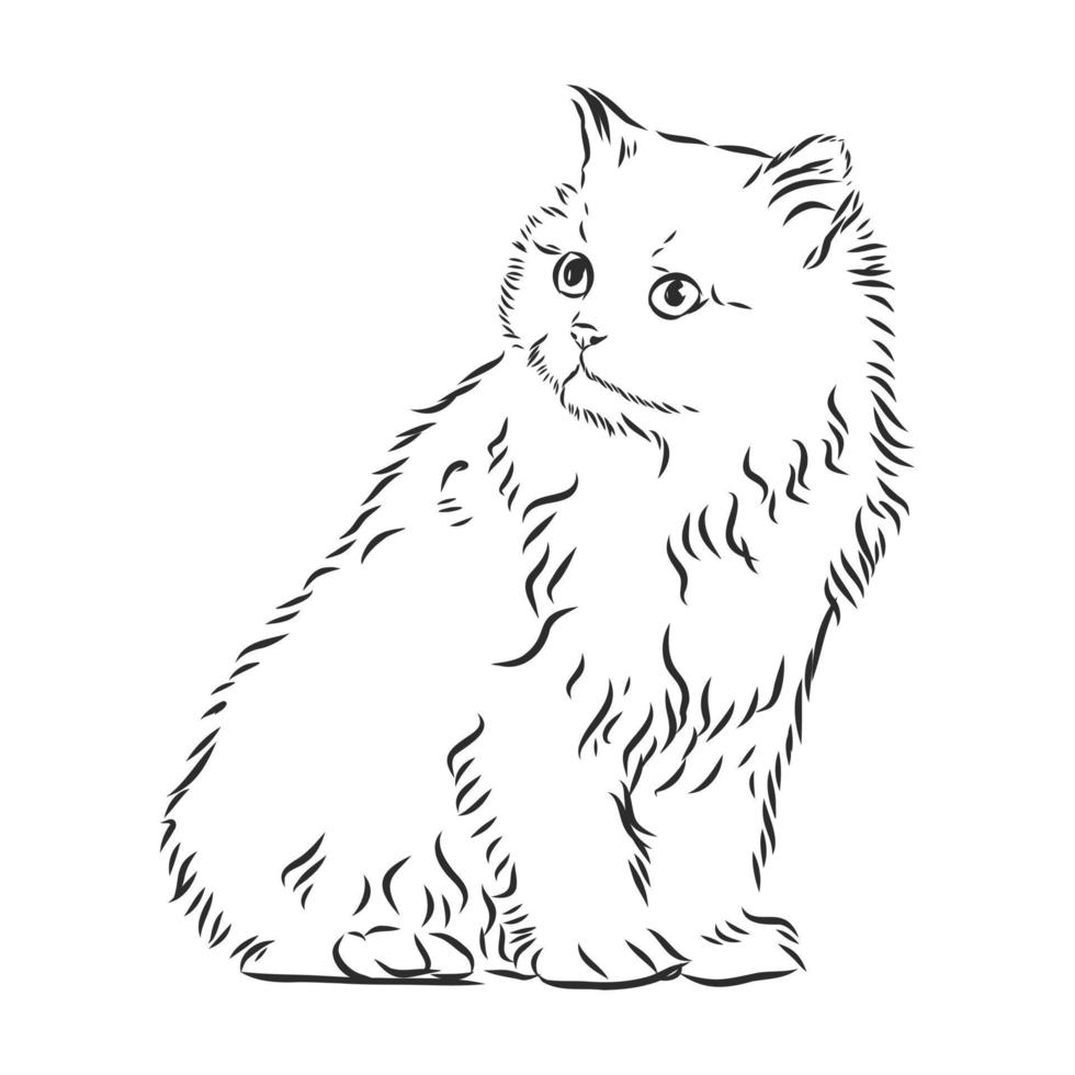 cat vector sketch 8686130 Vector Art at Vecteezy