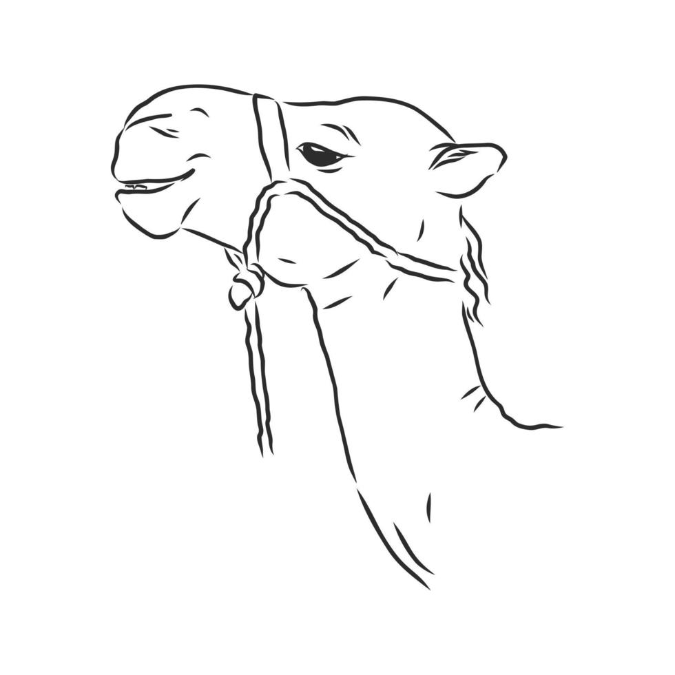 camel vector sketch