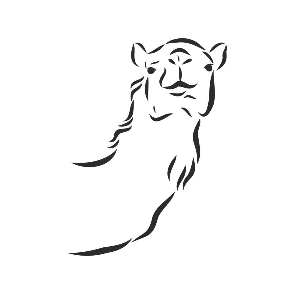 camel vector sketch