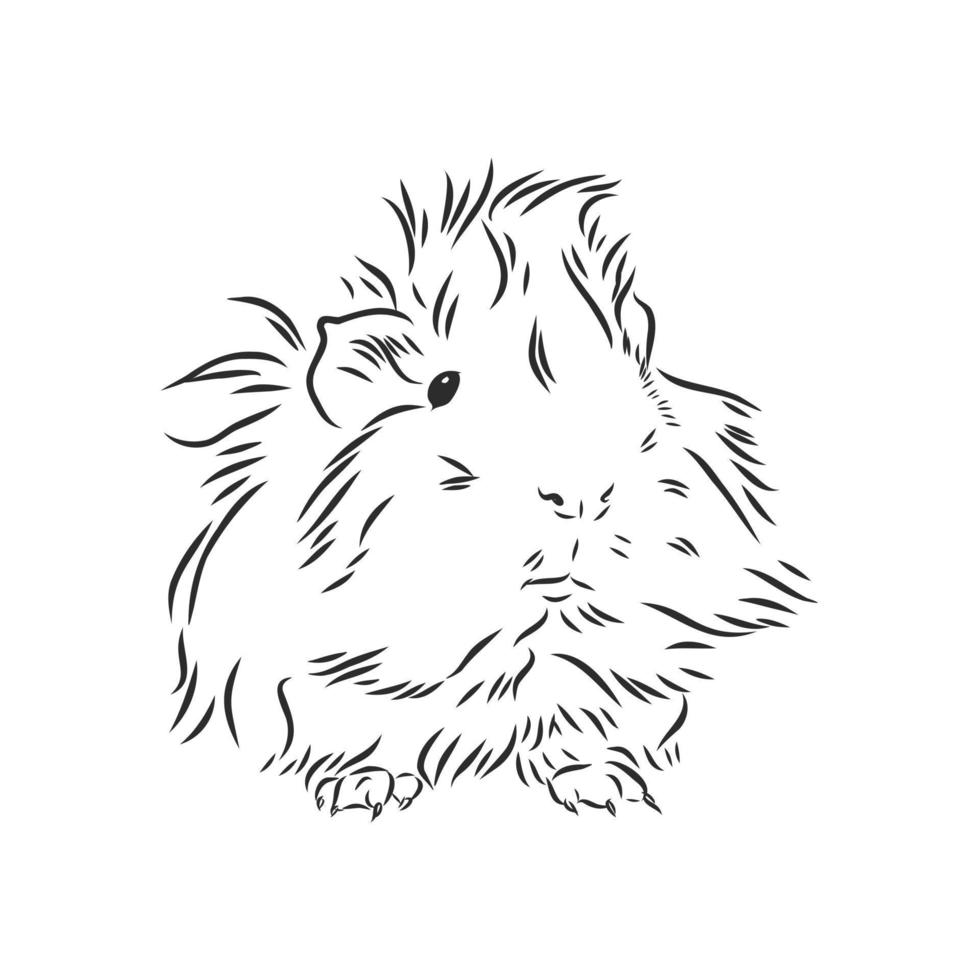 guinea pig vector sketch