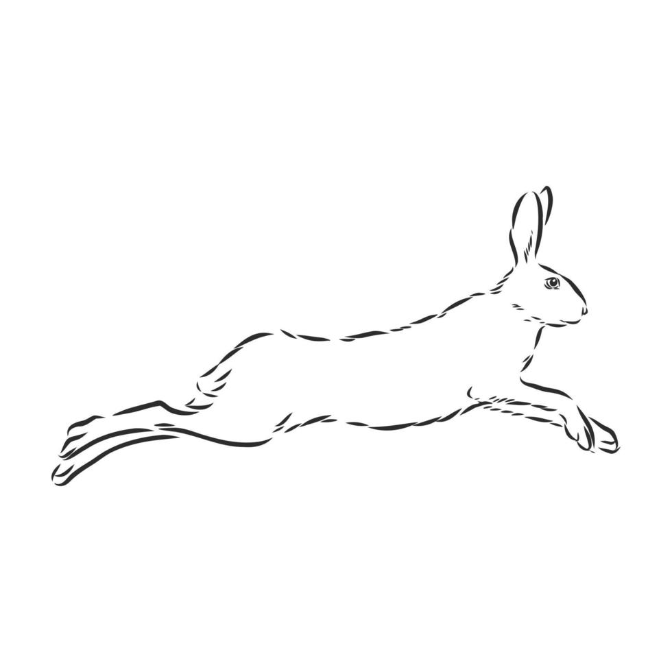 hare vector sketch