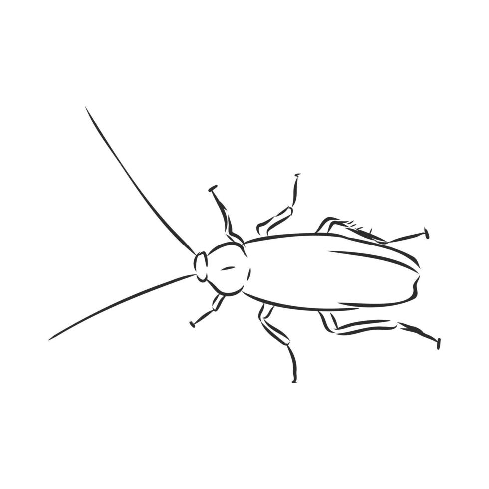 dibujo vectorial de cucaracha vector