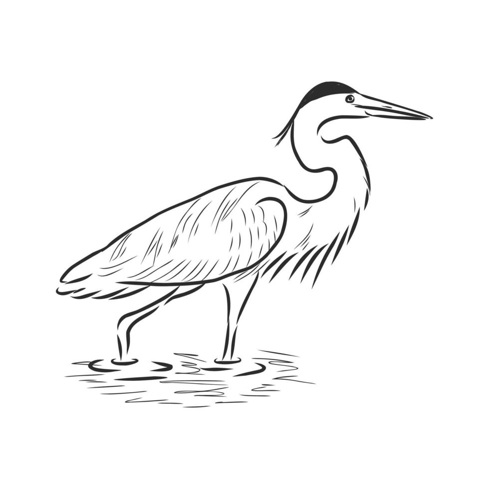 heron vector sketch