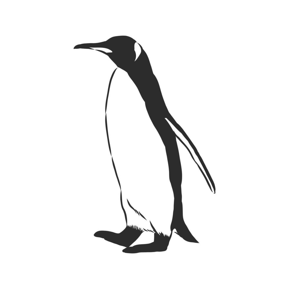 bosquejo del vector del pingüino