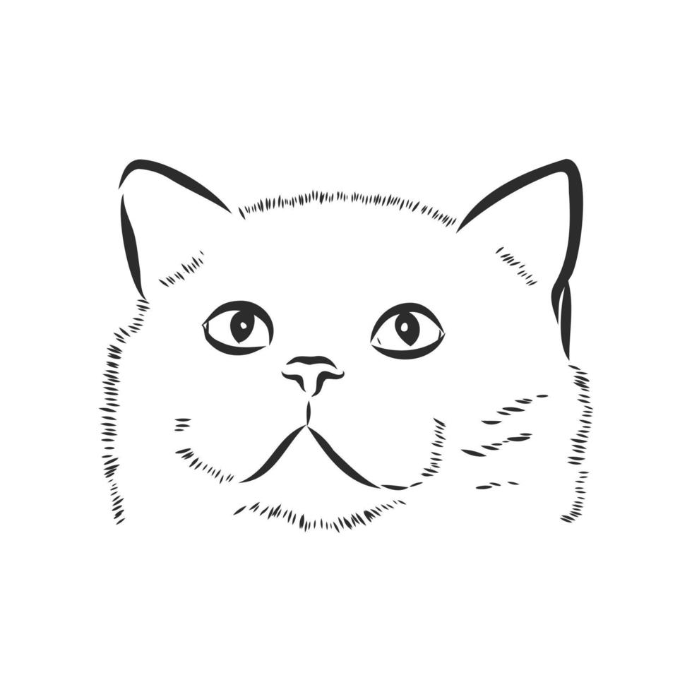 cat vector sketch