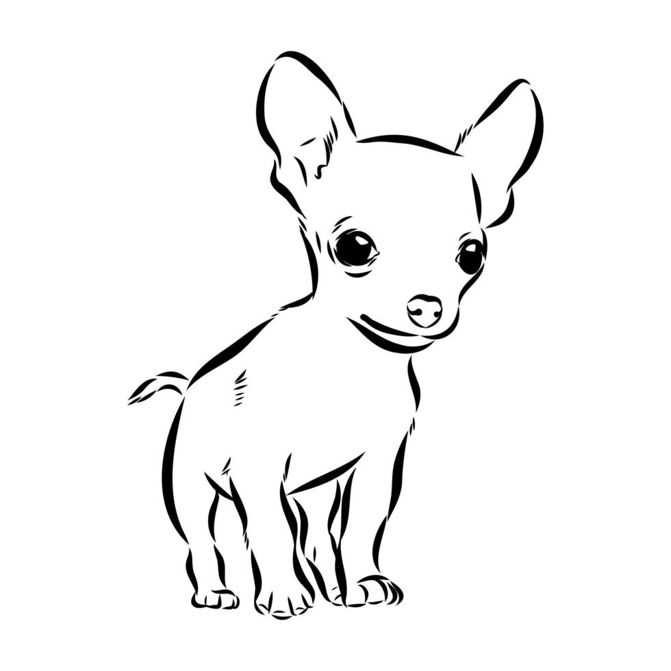 chihuahua vector sketch