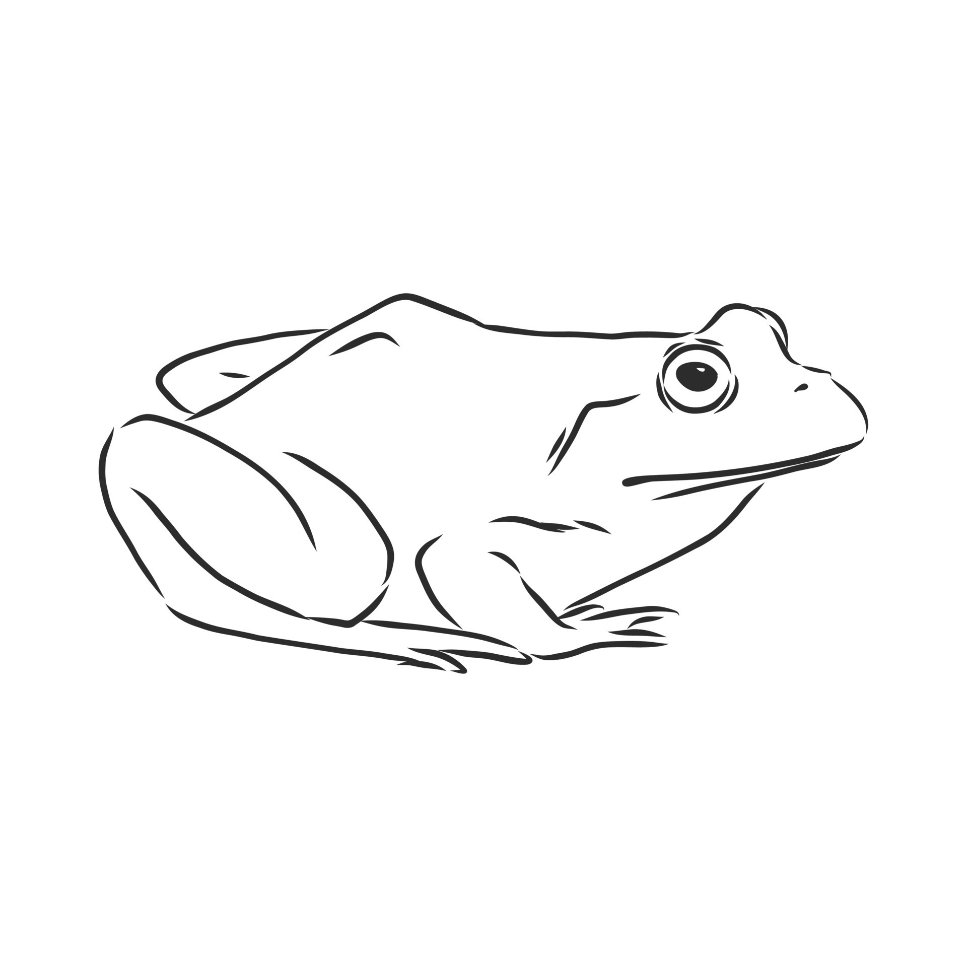 Рисунок лягушки