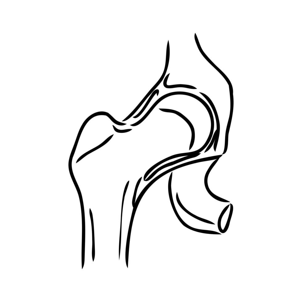 dibujo vectorial de la articulación de la cadera vector