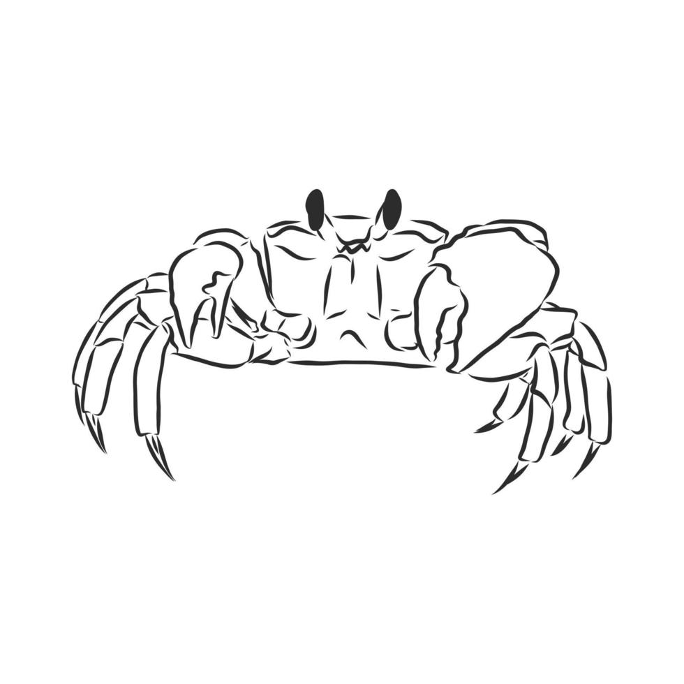 crab vector sketch