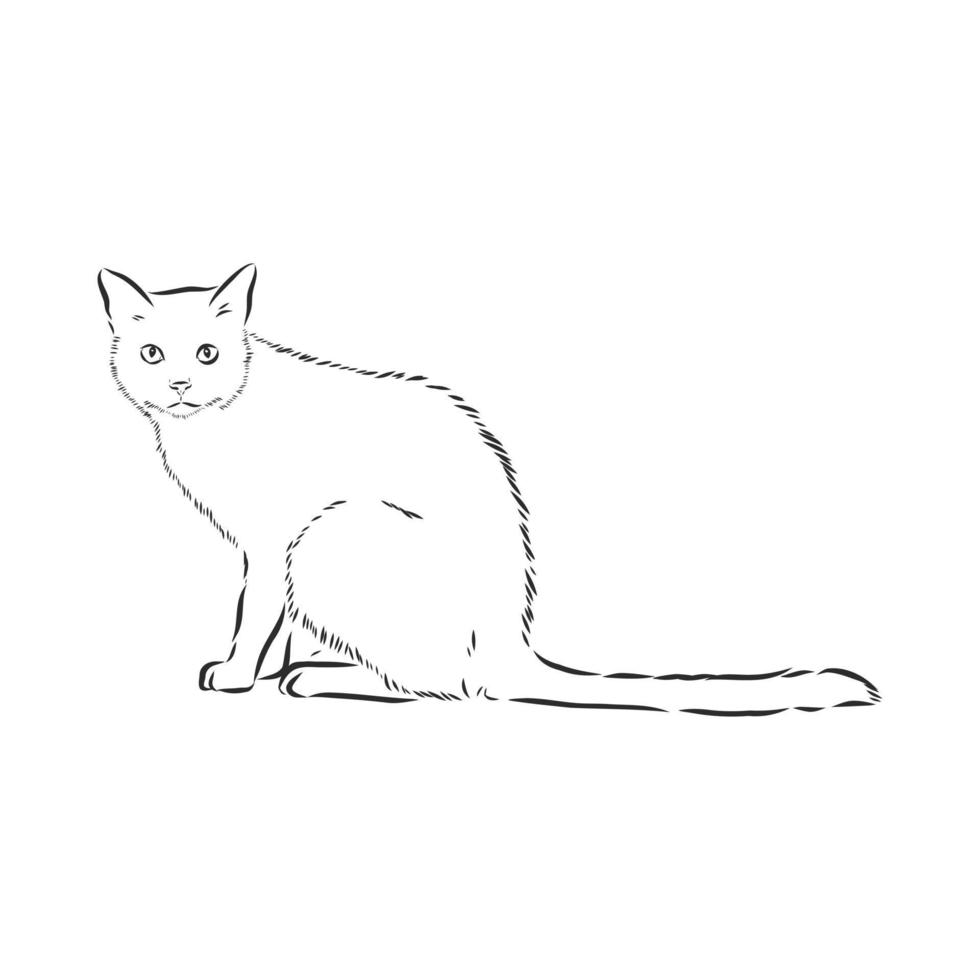 cat vector sketch