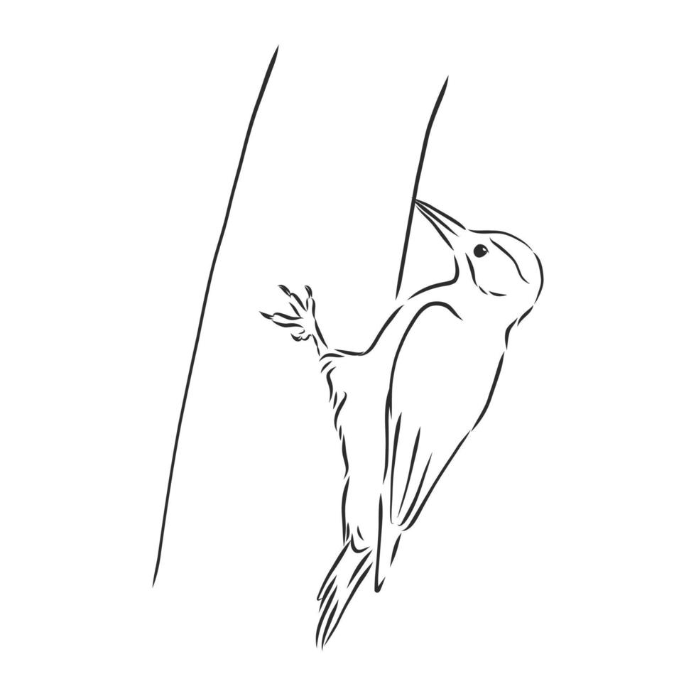 woodpecker vector sketch