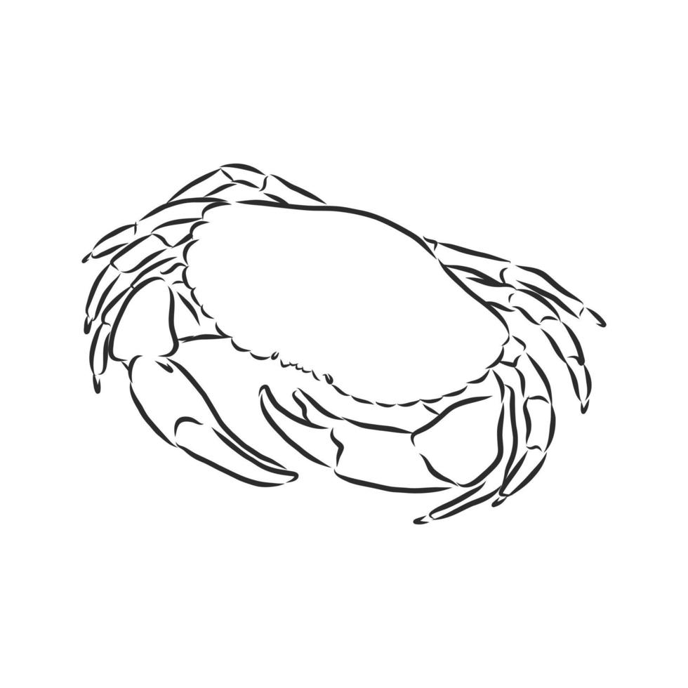 crab vector sketch