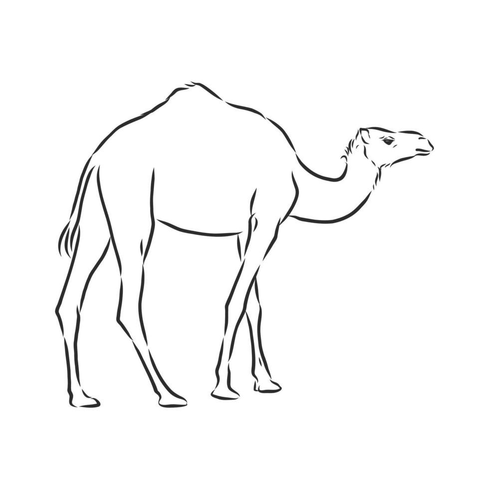 camel vector sketch