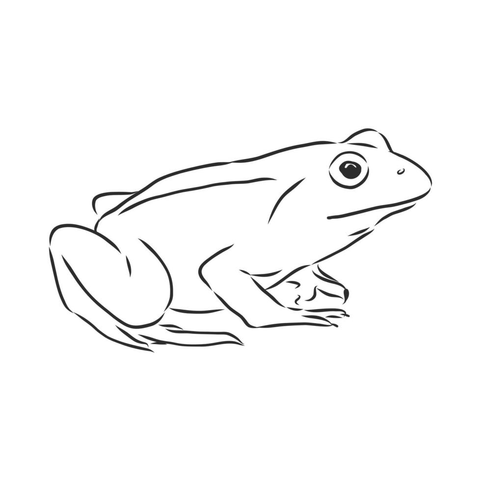 frog vector sketch