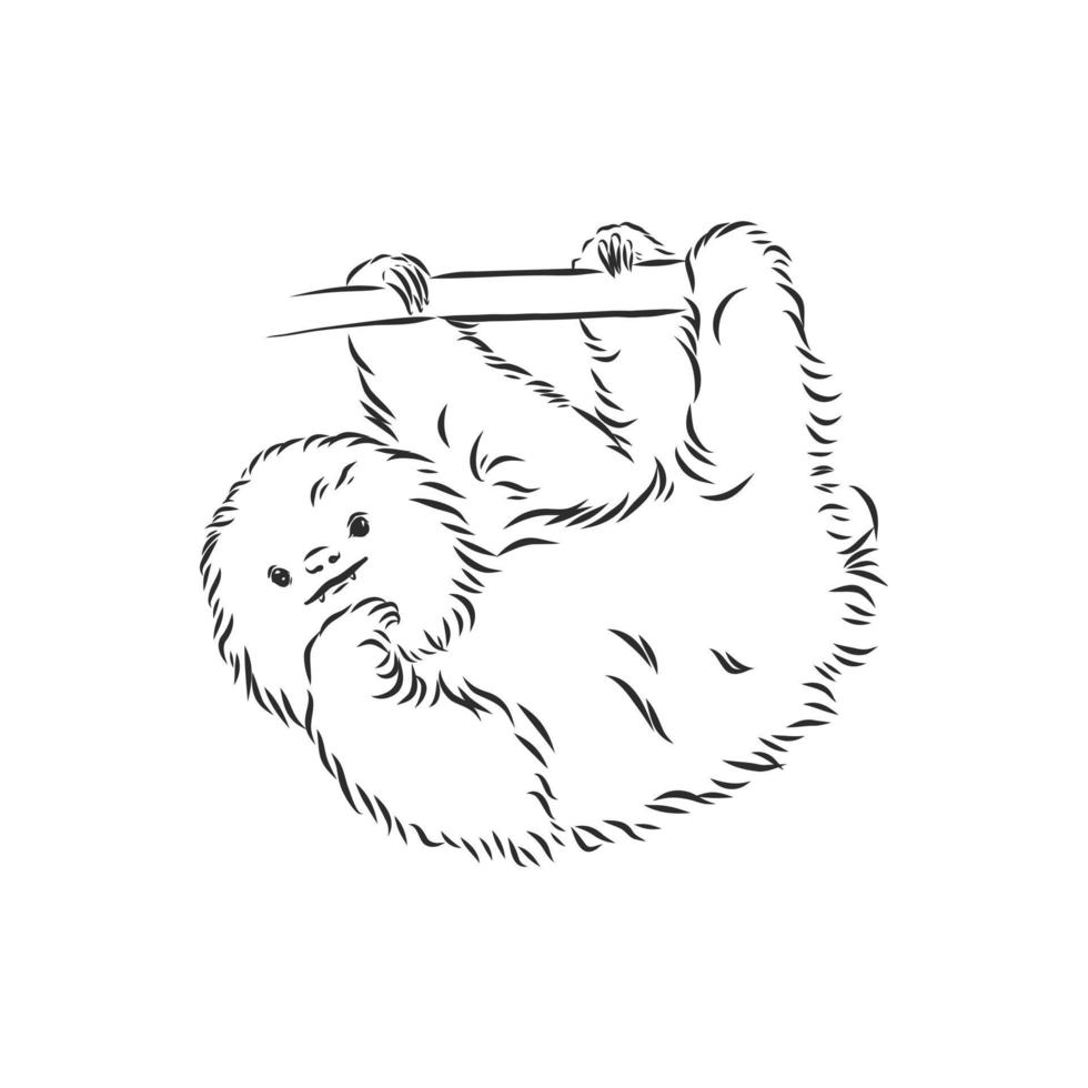 sloth vector sketch