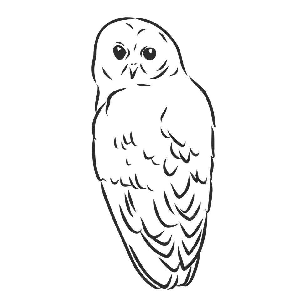 owl vector sketch