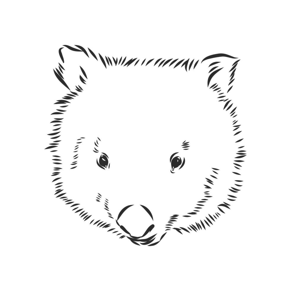 wombat vector sketch