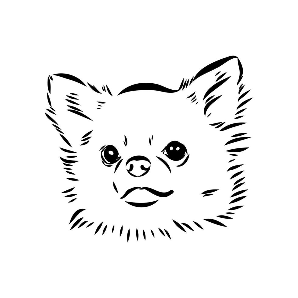 chihuahua vector sketch
