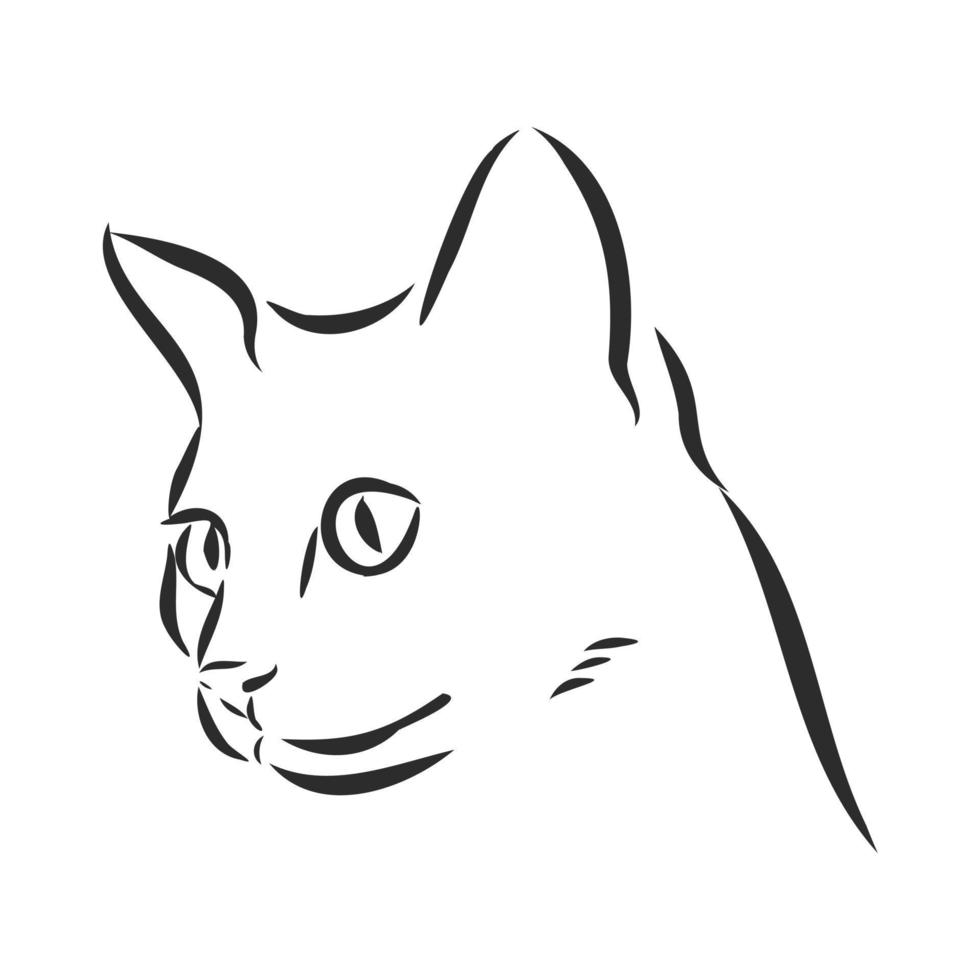 cat vector sketch